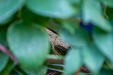lizard head view, hiding behind thick green leaves