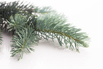 Blue spruce twig isolated on white, closeup view