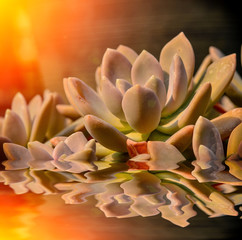 Fototapeta na wymiar Cactus flower in garden
