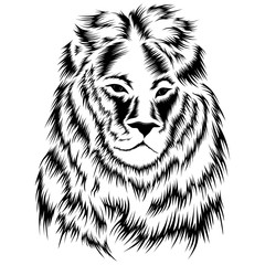 Vector image of lion.
