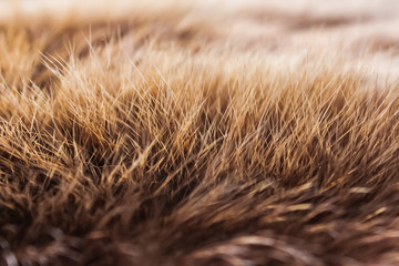 Brown fur of a wild northern forest animal