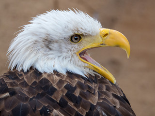 Bald Eagle (Haliaeetus leucocephalus)