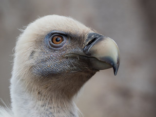 Griffon vulture (Gyps fulvus)