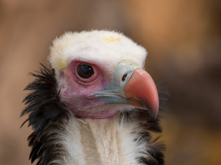 white-headed vulture (Trigonoceps occipitalis)