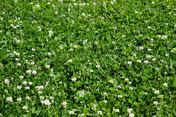 Green plants spring background 