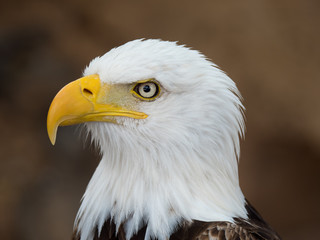 Bald Eagle (Haliaeetus leucocephalus)