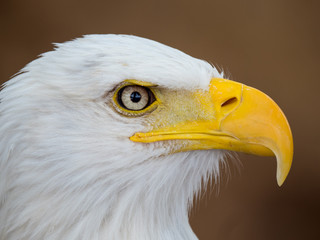 Bald Eagle (Haliaeetus leucocephalus)