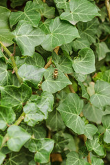 Background of green leaves in the middle of which sits an insect. Dark green abstract nature texture. Selective focus. Vertical format.