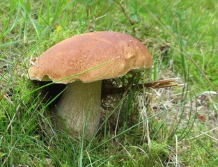 Mushroom in nature 