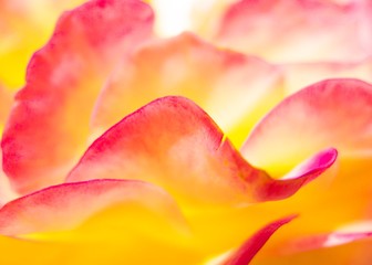 Fototapeta na wymiar Abstract background of rose petals macro