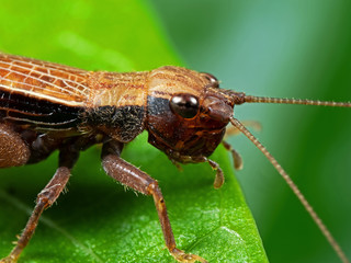 Macro Photo of Brown Grasshopper on Green Leaf