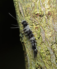 Macro Photo of Black and White Hairy Caterpillar on Trunk of Tree