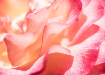 Fototapeta na wymiar Abstract background of rose petals macro