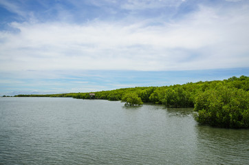Obraz na płótnie Canvas The curve mangrove forest to the sea. 