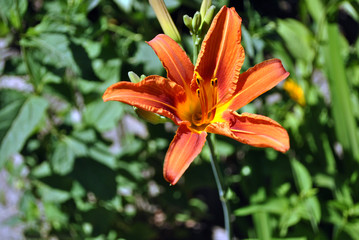 Hemerocallis fulva, the orange, tawny, tiger or fulvous daylily, ditch lily (also railroad, roadside, outhouse lily, and washhouse lily) bloming flower with buds, top view, green leaves background