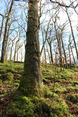 Lakeland landscape