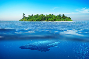Beautiful island with palm trees. Whale underwater.  Island in the ocean with