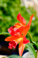 Obraz premium Glamorous orchid Cattleya labiata