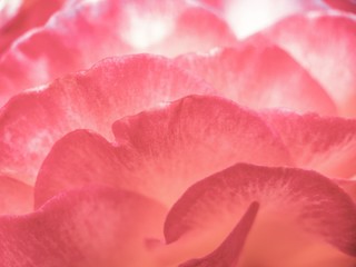 Abstract background of rose petals macro