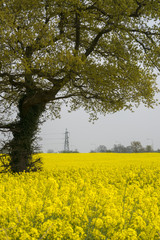 Rape Field 2 with elecricity Pylon in the distance