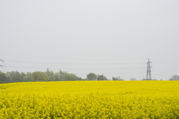 Rape Field 1