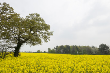 Rape Field