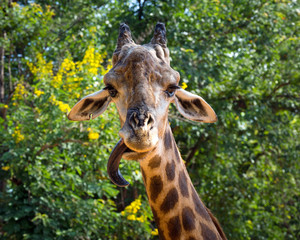 Head and neck of a giraffe in the wild nature.