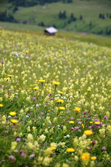 Close-up on colorful flowers in Alpe de Siusi above Ortisei, Val Gardena, Dolomites, Italy