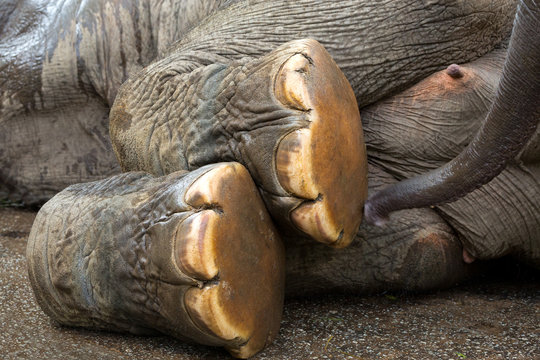 Foot of Asian Elephant.