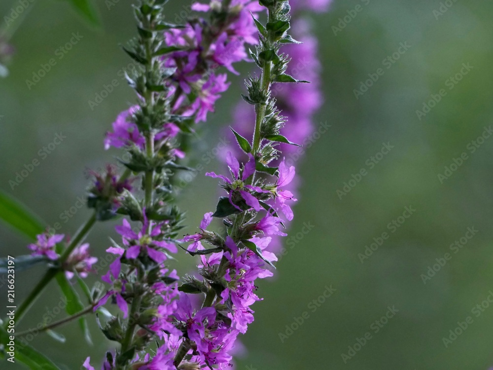 Wall mural Loosestrife 