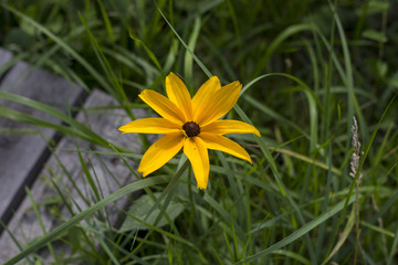 beautiful autumn yellow flower with green grass background