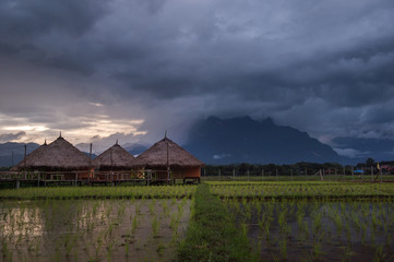 Beautiful landscape nature green Terraced Rice Field of Rainy Season and hut on Mountain in nature,Chiang Dao, Chiang Mai, Thailand