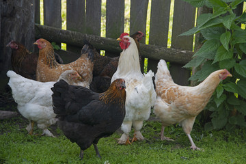 ANIMALS - chickens in the rural yard of the Russian village