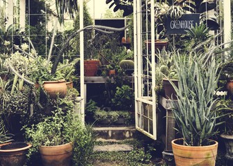 Various plants in greenhouse