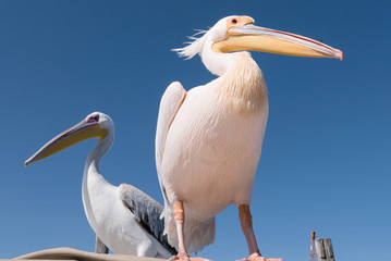 Pelican