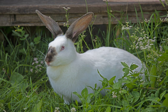 ANIMALS - rabbit in a grass