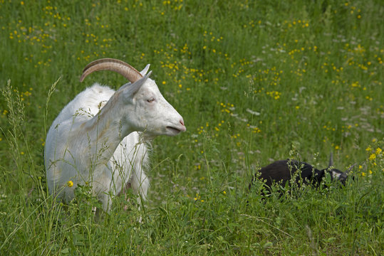ANIMALS - goats are grazed
