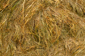 Dry grass in summer