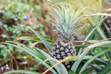 Pineapple on tree.