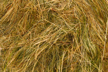 Dry grass in summer