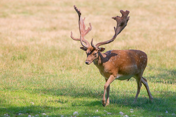 Damhirsch mit Schaufelgeweih
