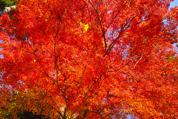 紅葉シーズンの鎌倉、紅葉の森

