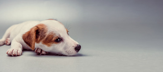 Jack Russell Terrier puppy lying down © kerkezz