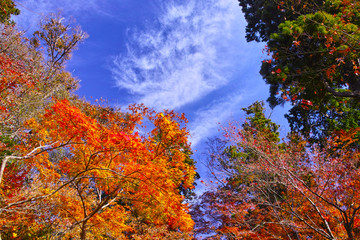 紅葉シーズンの鎌倉、紅葉の森

