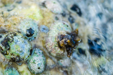 Sea shells stuck on a rock 