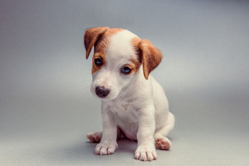 Jack Russell Terrier puppy sitting © kerkezz