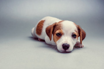 Jack Russell Terrier puppy lying down