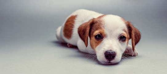 Jack Russell Terrier puppy lying down © kerkezz