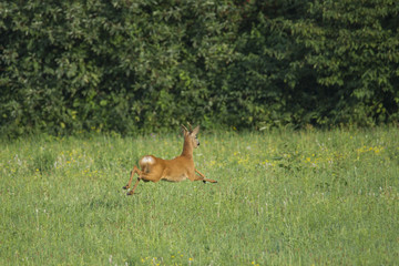 Obraz na płótnie Canvas a roebuck flees across the meadow in front of walkers with a dog