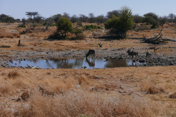 Fototapeta na wymiar Antilope drinking